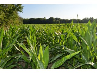 Property photo 21 - 64 Acre Farm Offered in 4 Tracts or in Combinations - Real Estate Auction